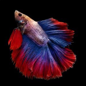 Meet your Posher, Arianna